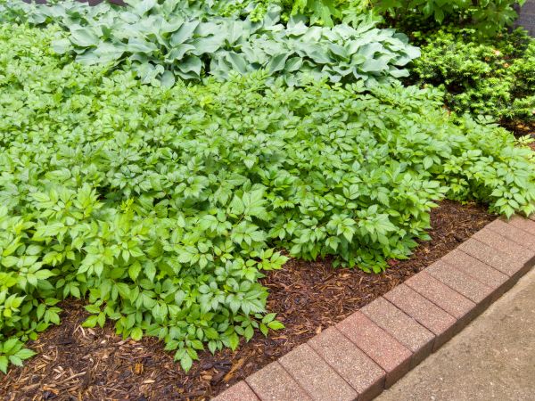 Cost of Brick Hardscaping in Manassas